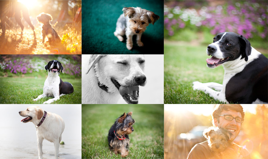 san diego dog photography